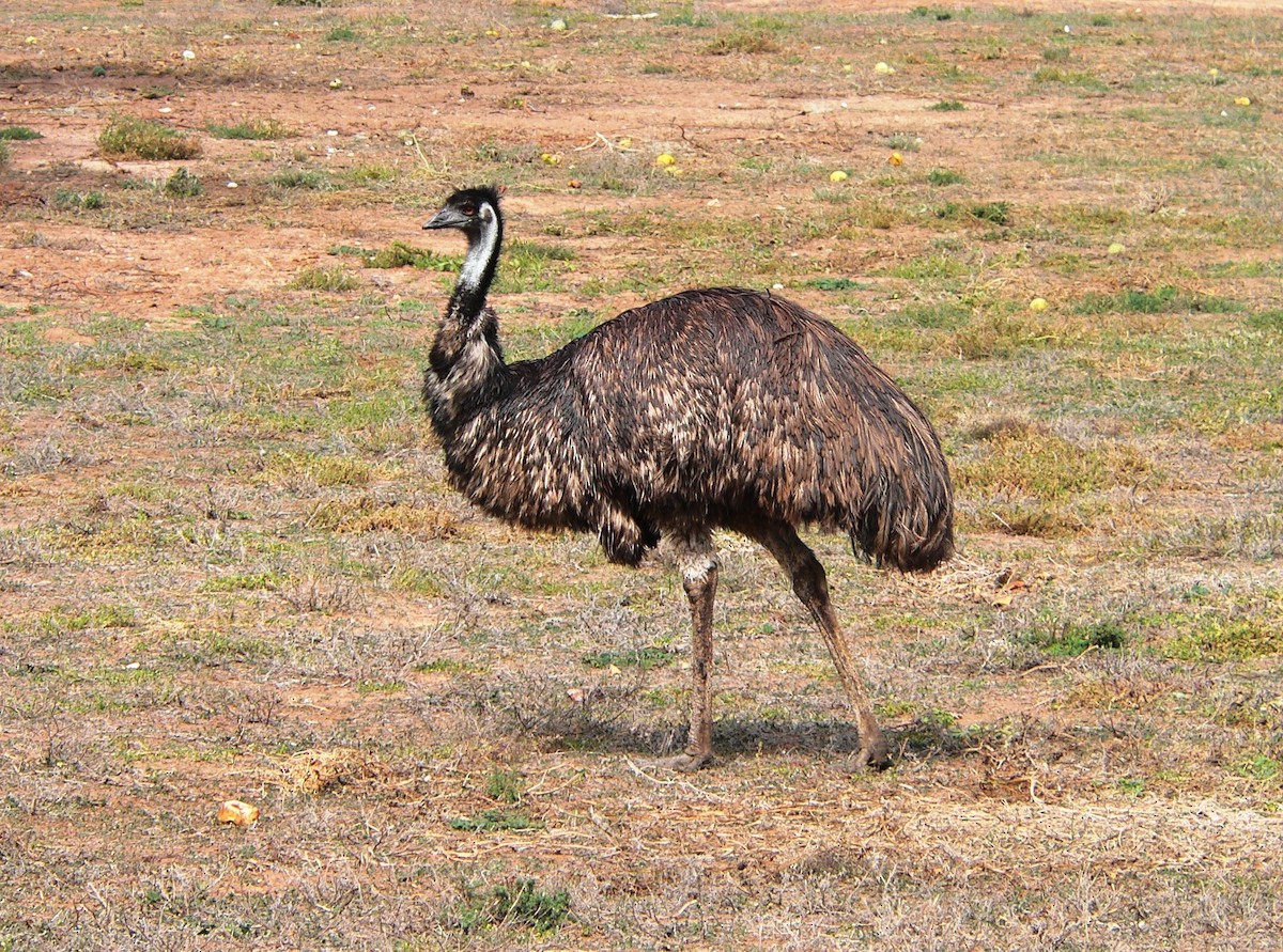 Emu - ML63314161