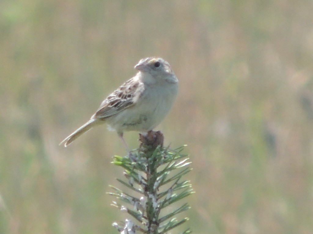 Grasshopper Sparrow - ML63314261