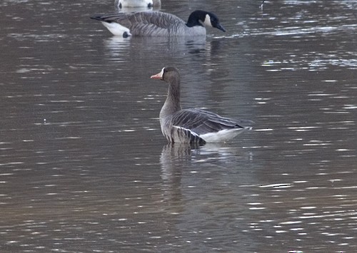 Greater White-fronted Goose - Martin Wall