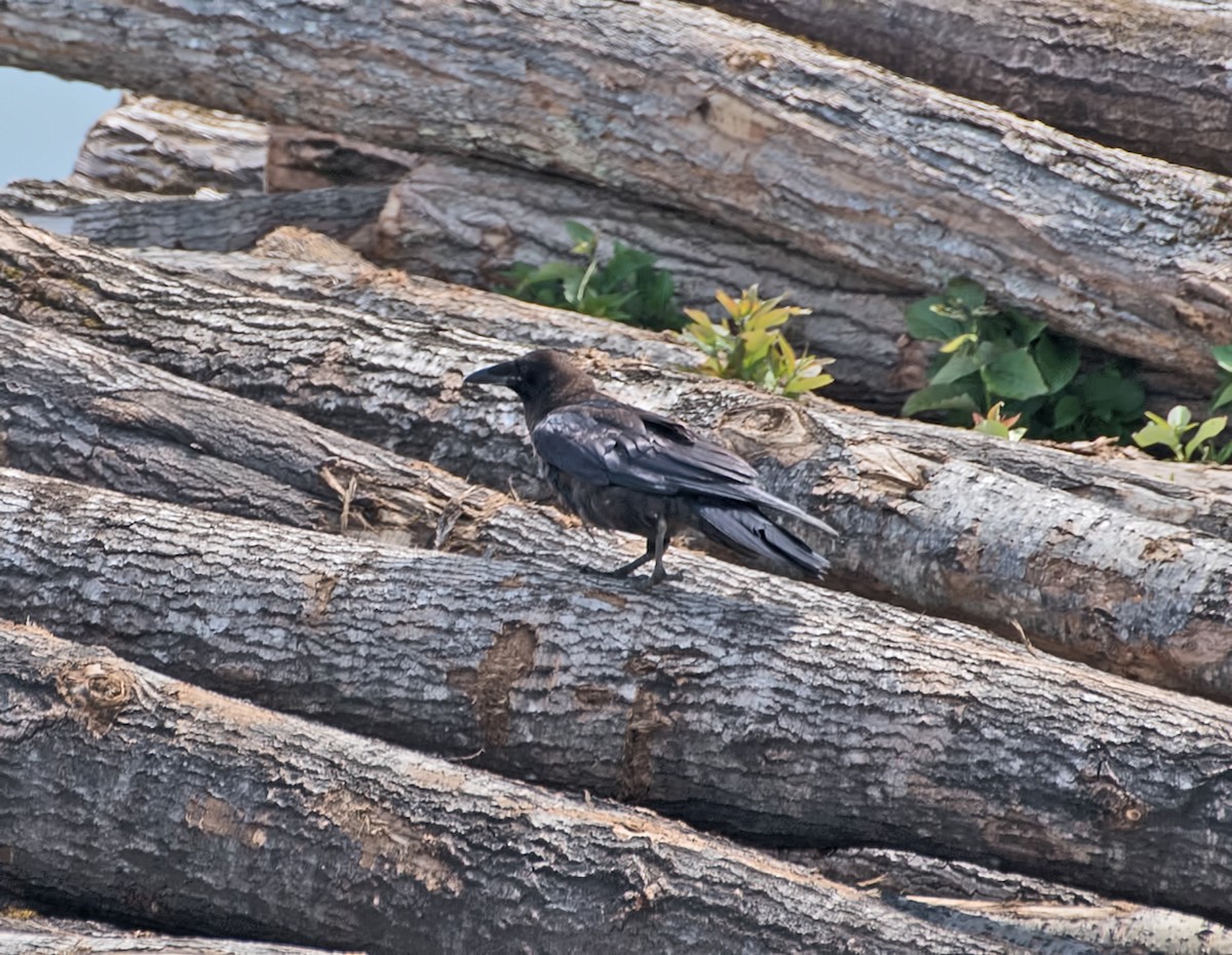Common Raven - Kraig Cawley