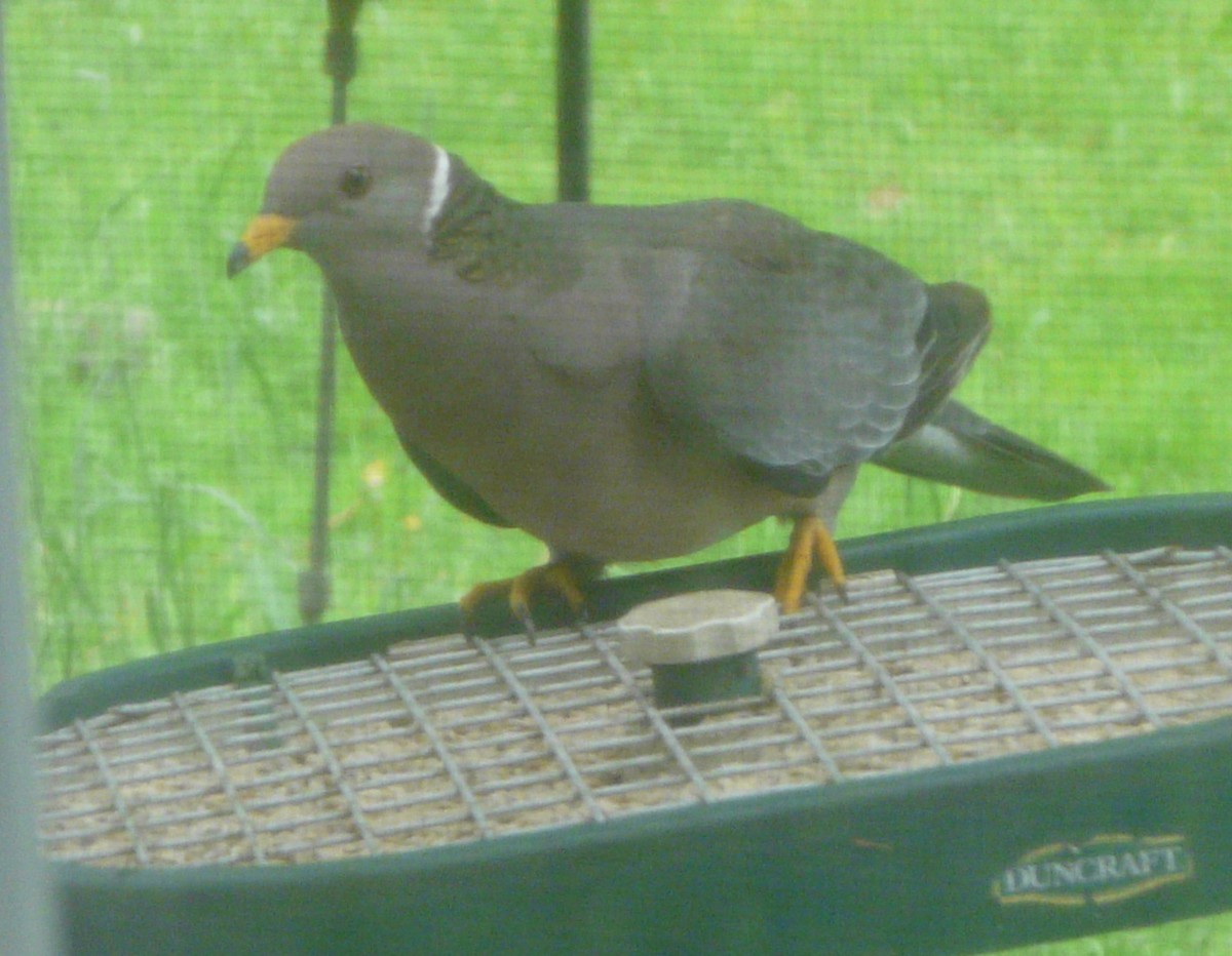 Band-tailed Pigeon - Maeve Kim