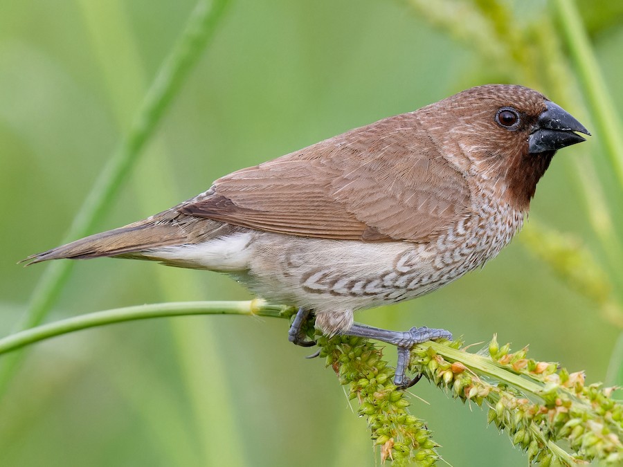 Scaly-breasted Munia