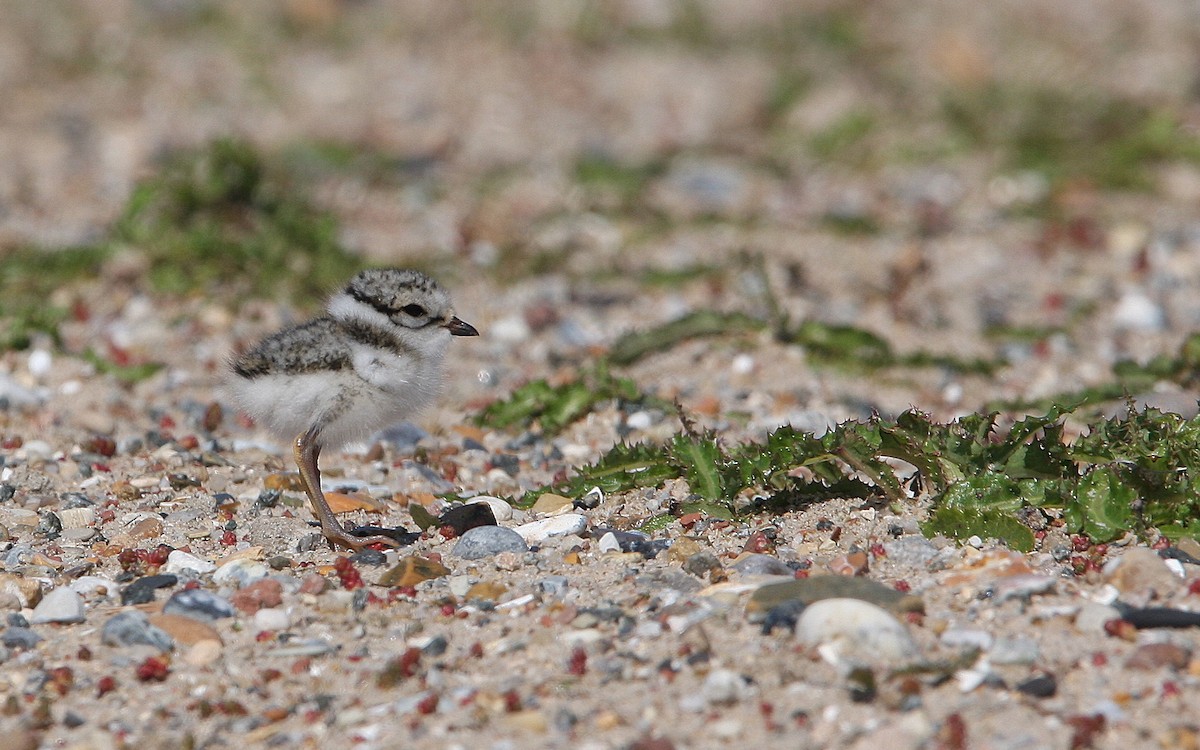 Common Ringed Plover - ML63319401