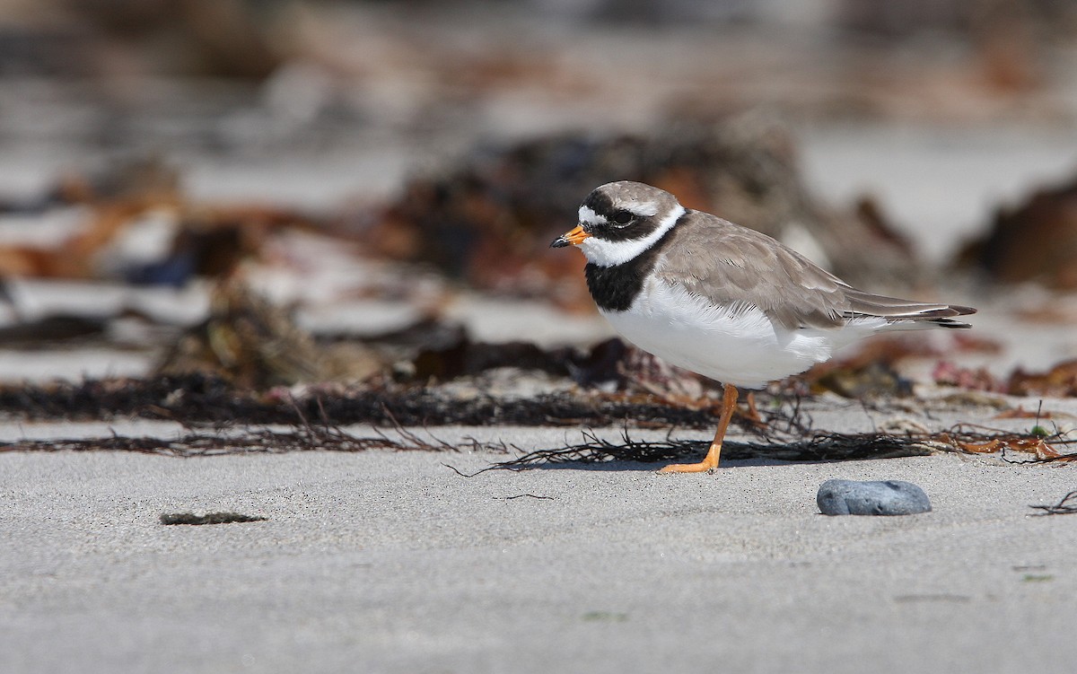 Common Ringed Plover - ML63319431