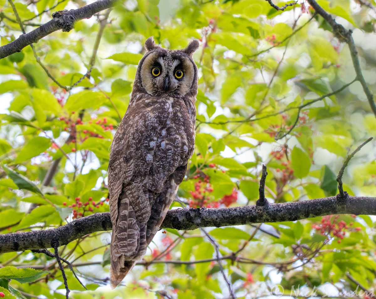 Long-eared Owl - Nick Saunders