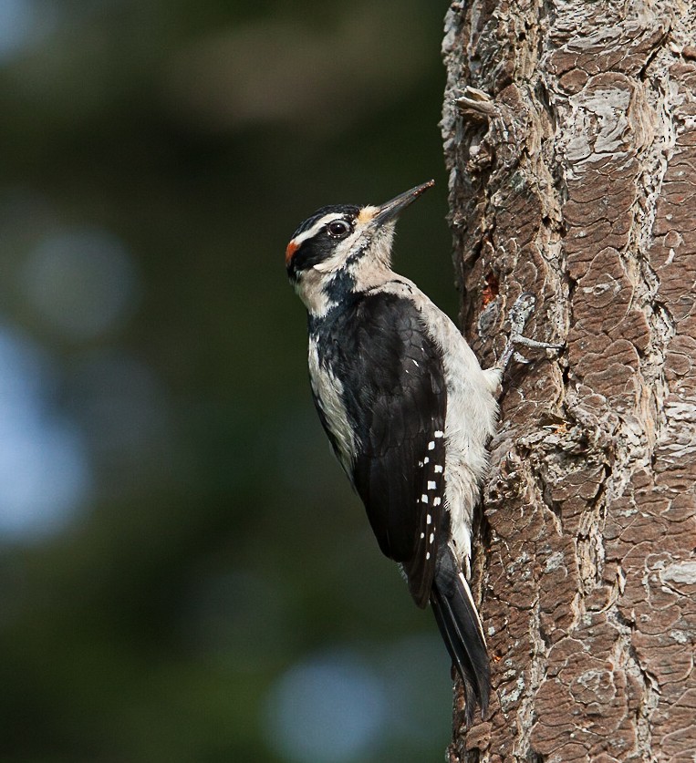 Hairy Woodpecker - ML63323591
