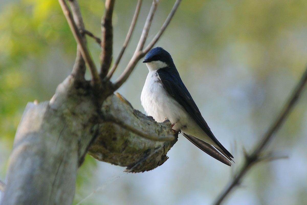 Tree Swallow - John Doty