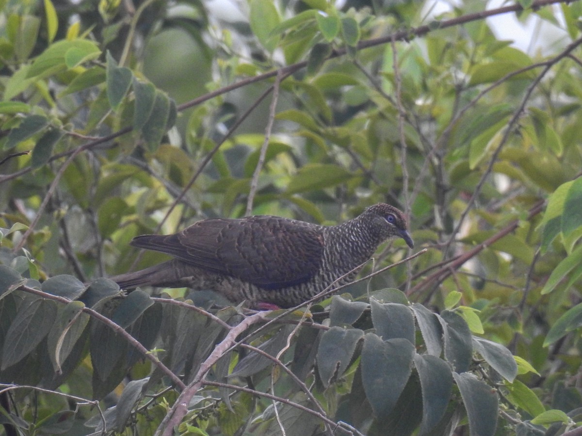 Tanimbar Cuckoo-Dove - ML63326551