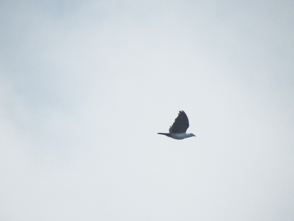 holub modroocasý - ML63326621