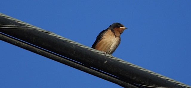 Barn Swallow - ML63327321