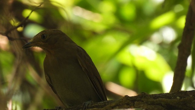  - Russet-winged Schiffornis