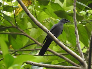  - Wallacean Cuckooshrike