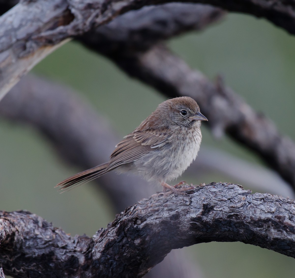 Rufous-crowned Sparrow - Gordon Karre