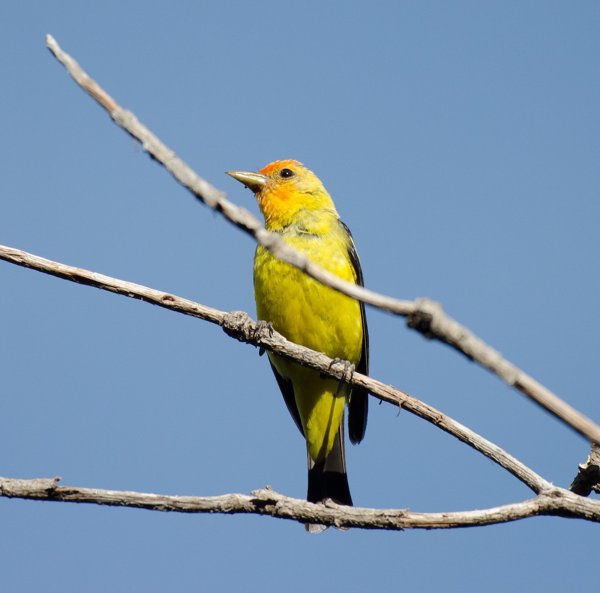 Western Tanager - ML63329521