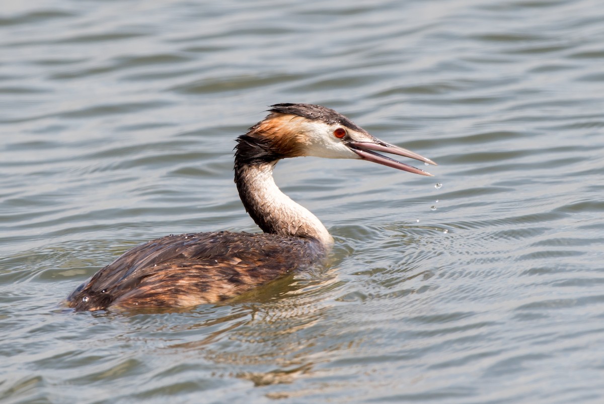 Great Crested Grebe - ML63329531