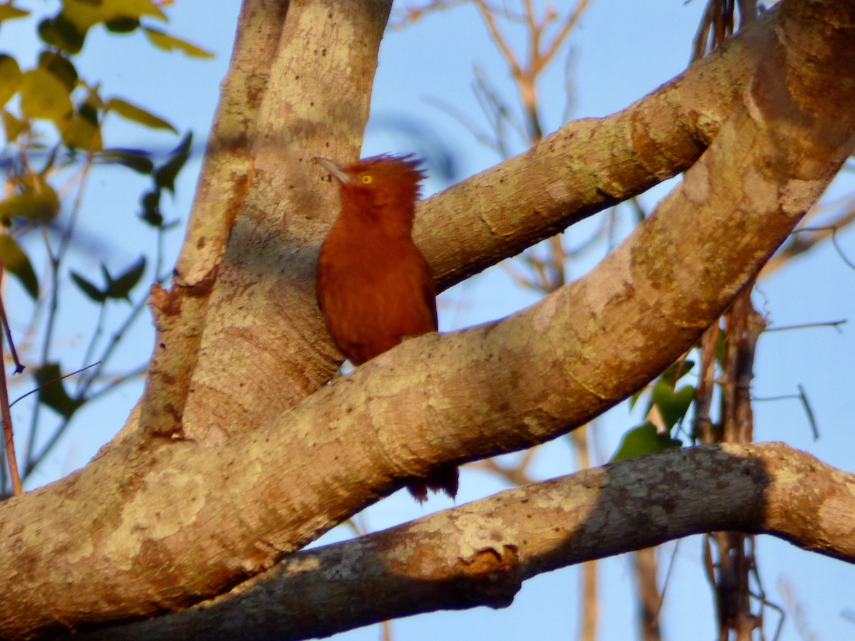 Rufous Cacholote - Frances Oliver