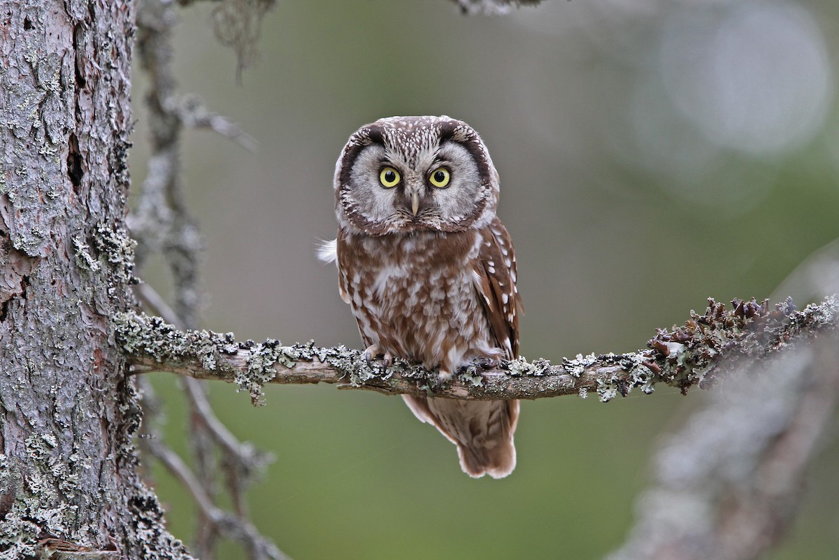 Boreal Owl - Christoph Moning