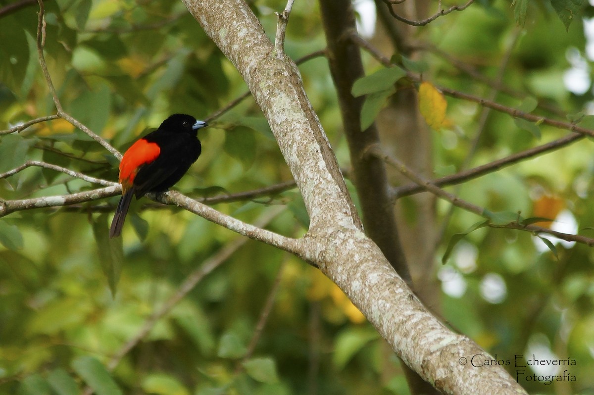 Scarlet-rumped Tanager (Passerini's) - ML63334331