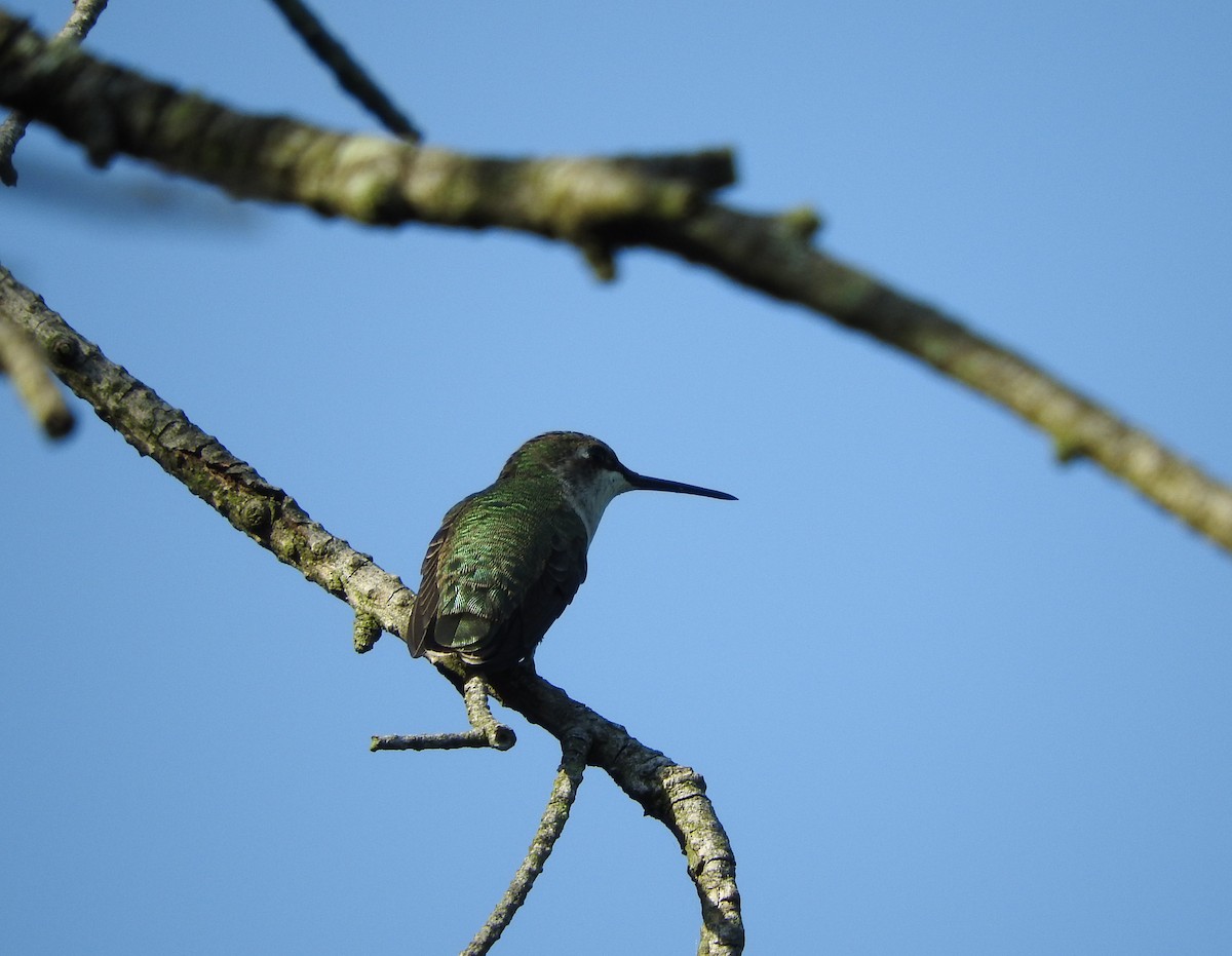 Ruby-throated Hummingbird - Dave Neimeyer