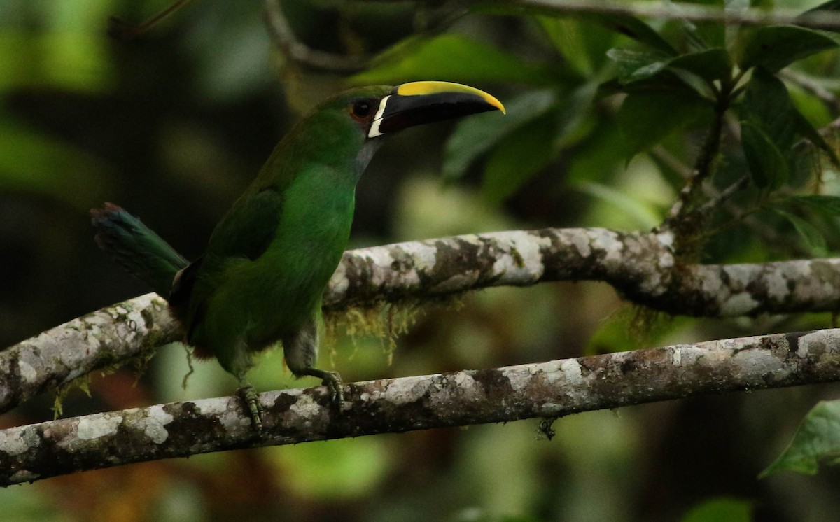 Southern Emerald-Toucanet - Julian Zuleta (Organización Ambiental Vida silvestre)