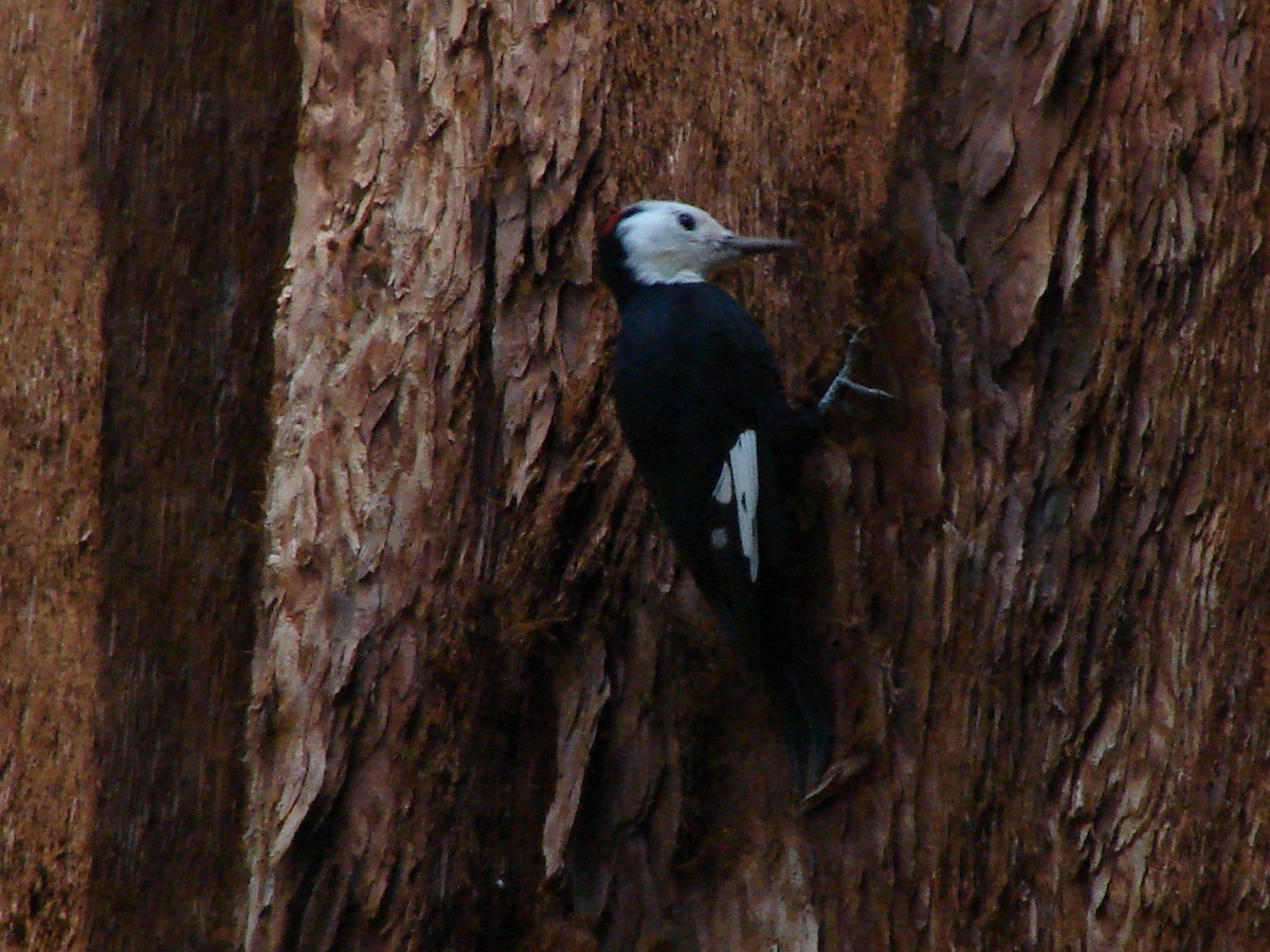 White-headed Woodpecker - ML63338441