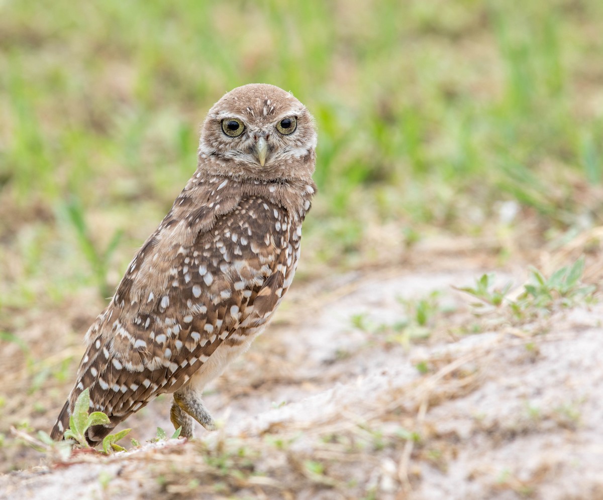 Burrowing Owl (Florida) - ML63338721