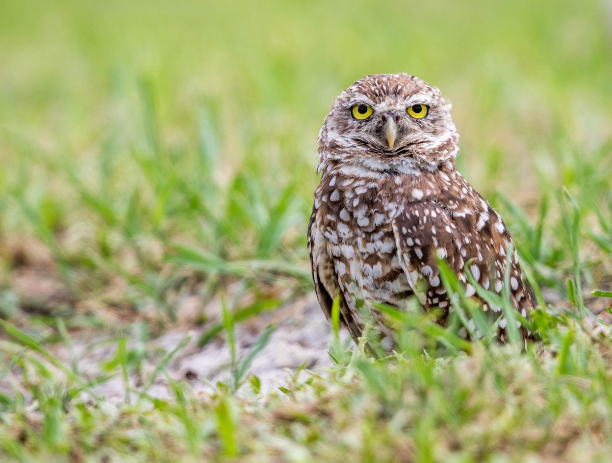 Burrowing Owl (Florida) - ML63338731