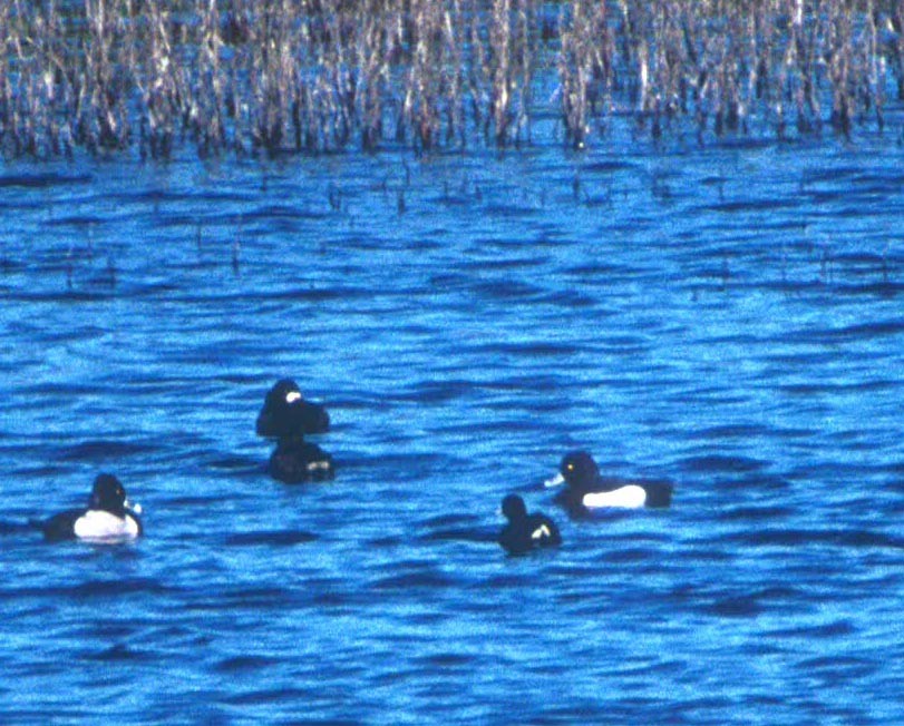 Tufted Duck - ML63339401