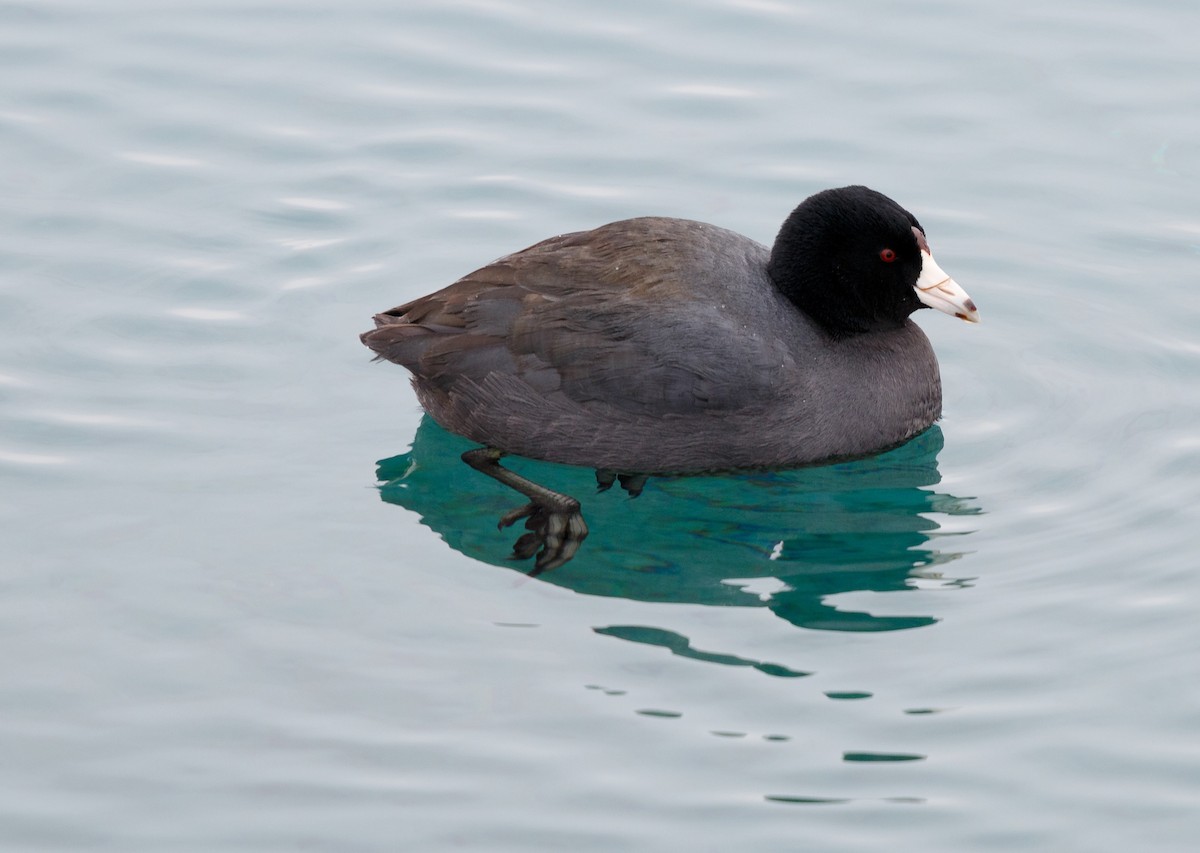 American Coot (Red-shielded) - Simon Best