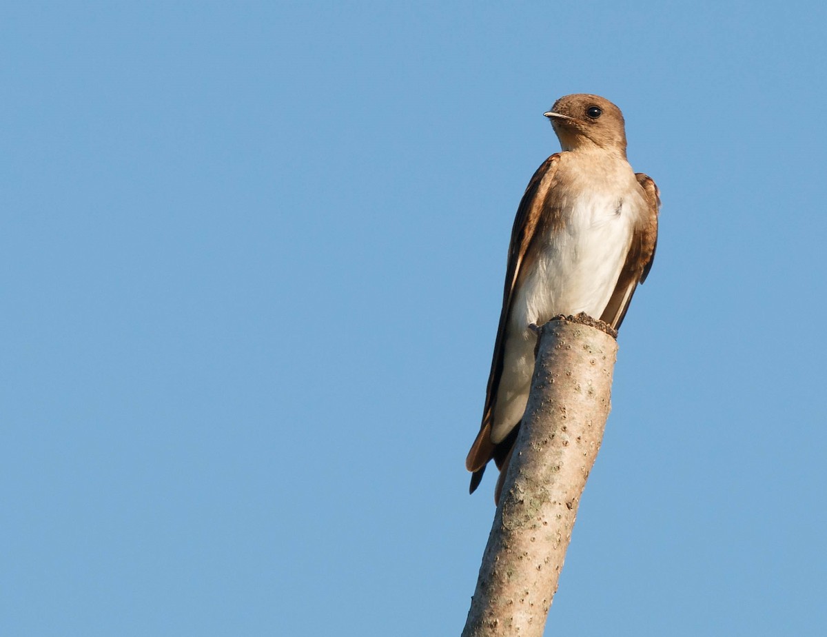 Northern Rough-winged Swallow - Simon Best