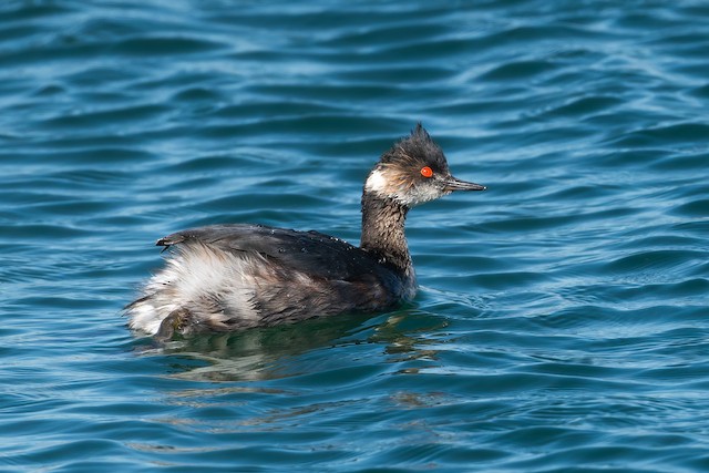 Eared Grebe