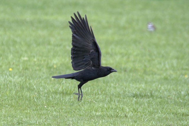 American Crow ML633421579
