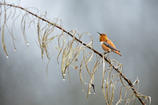 Rufous Hummingbird ML633422779