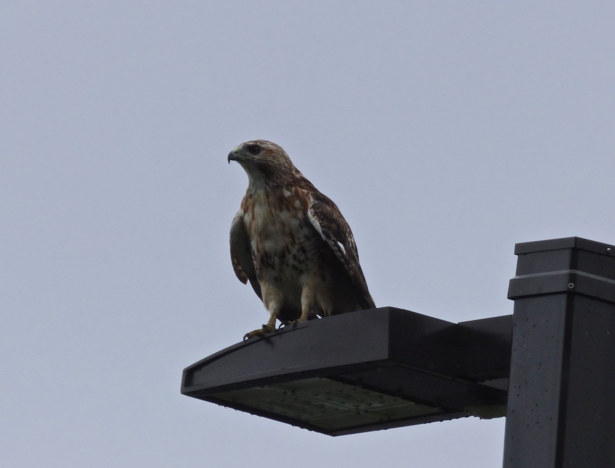 Red-tailed Hawk - ML63343241