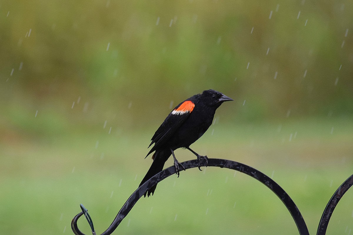 Red-winged Blackbird - Hugh Barger