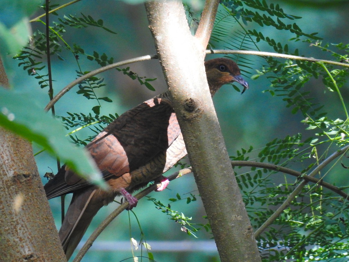 Timor Cuckoo-Dove - Pam Rasmussen