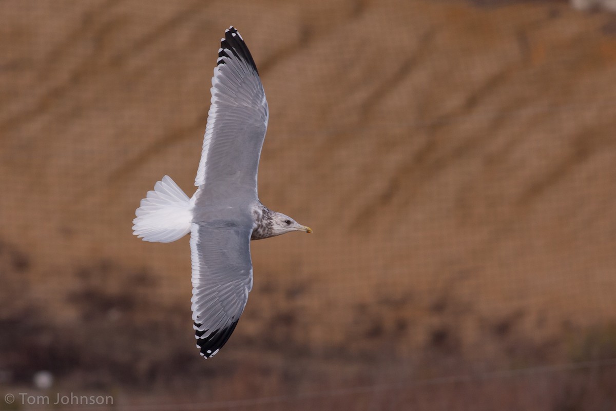 Herring Gull (Vega) - Tom Johnson