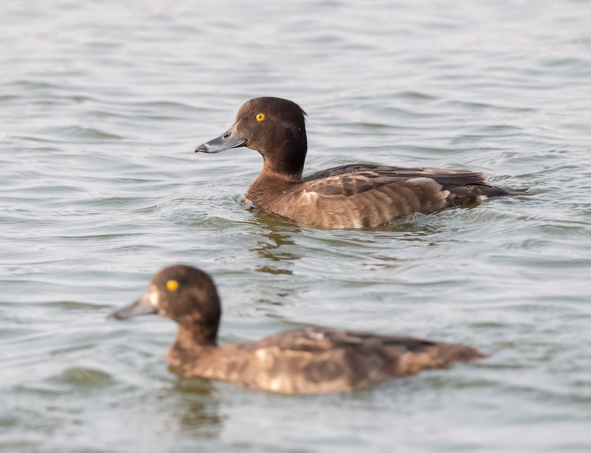 Tufted Duck - ML63344571