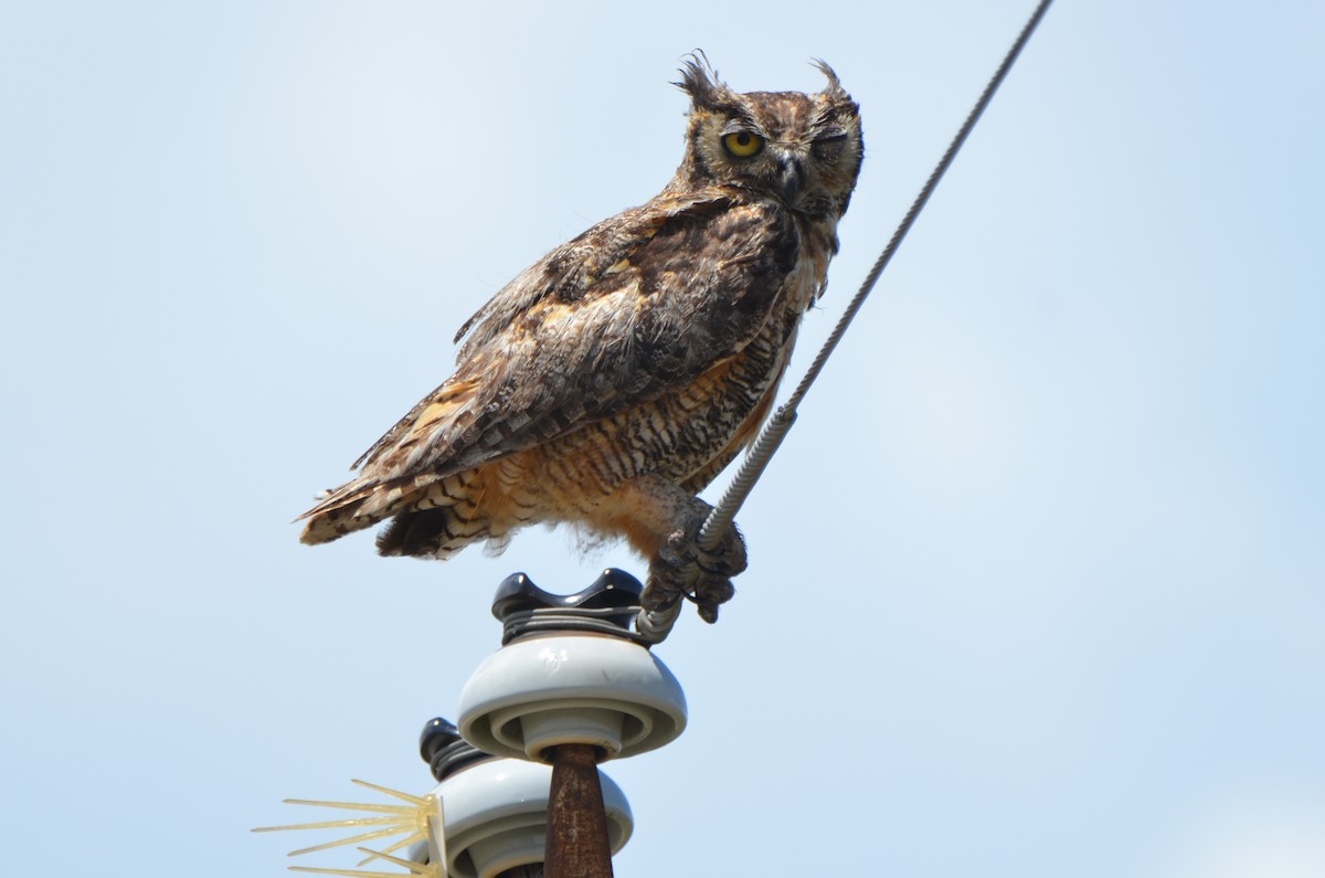 Great Horned Owl - Jody Shugart