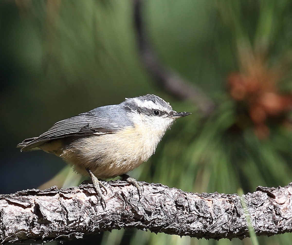 Red-breasted Nuthatch - ML63347161