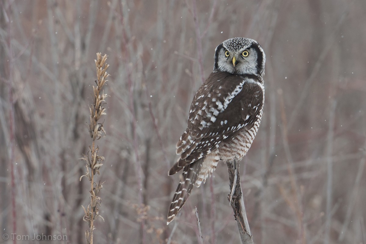 Northern Hawk Owl - ML63347201