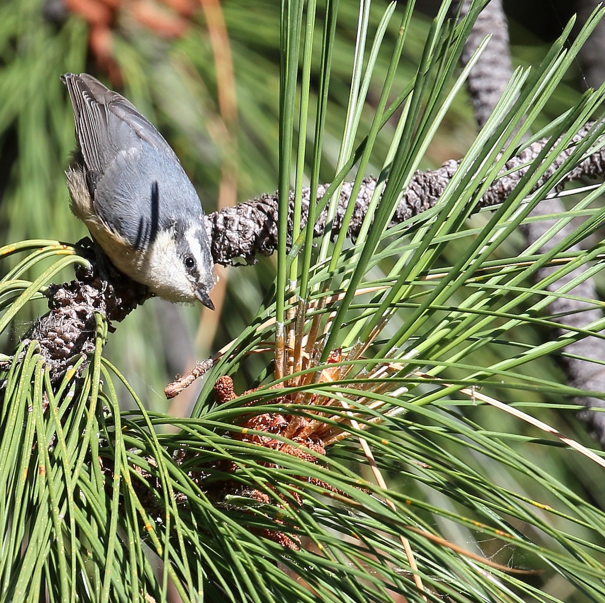 Red-breasted Nuthatch - ML63347441