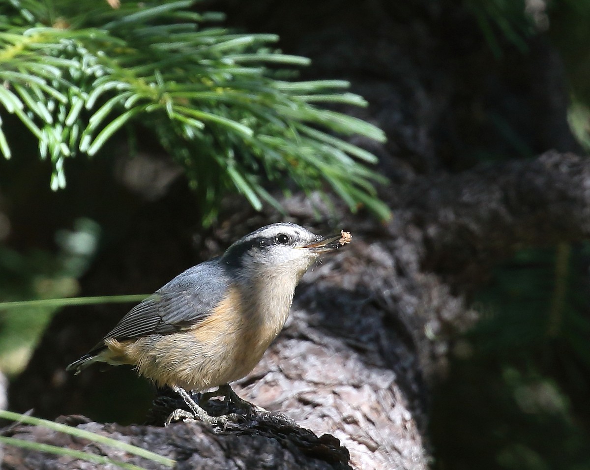 Red-breasted Nuthatch - Kent Leland