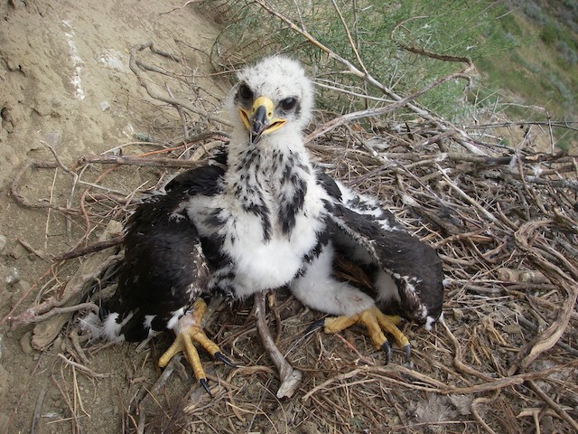 Nestling molting into Juvenile Plumage. - Golden Eagle - 