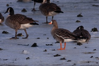 Greater White-fronted Goose, ML63349821