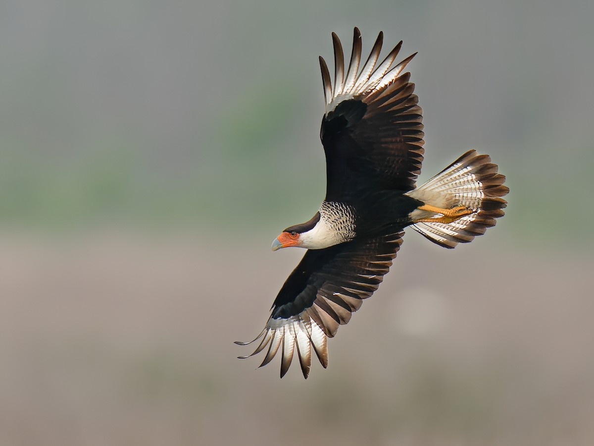 Crested Caracara - Caracara plancus - Birds of the World, image size:1200x900