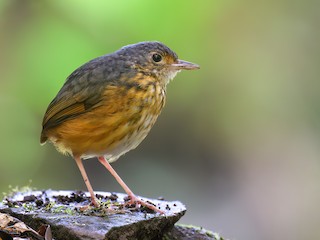 - Thicket Antpitta