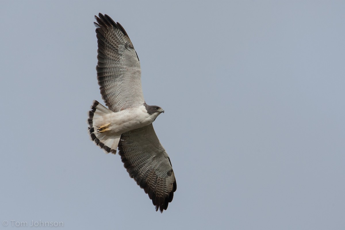 White-tailed Hawk - ML63350361