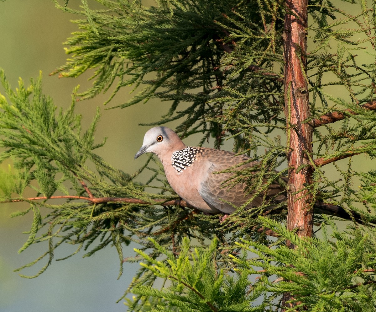 Spotted Dove - ML63350571