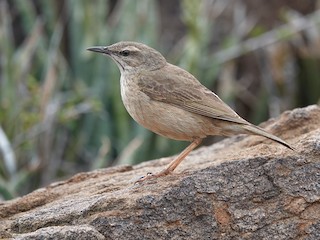  - Yellow-tufted Pipit